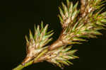 Greater straw sedge